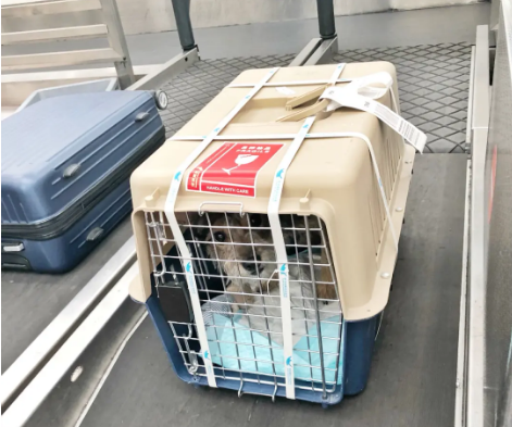 井陉宠物托运 宠物托运公司 机场宠物托运 宠物空运